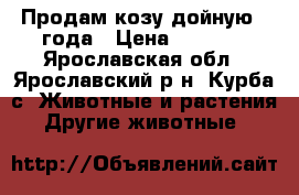 Продам козу дойную 3 года › Цена ­ 4 000 - Ярославская обл., Ярославский р-н, Курба с. Животные и растения » Другие животные   